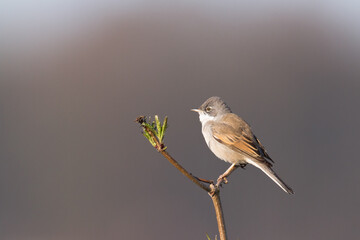 Bird Whitethroat Sylvia communis male Poland, Europe