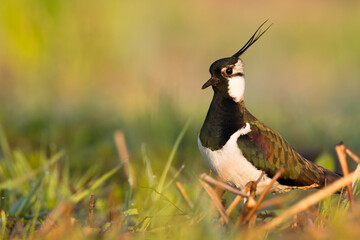 Bird Lapwing Vanellus vanellus on green background spring time Poland Europe migratory bird