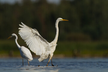 Bird Egretta alba Great Egret white bird