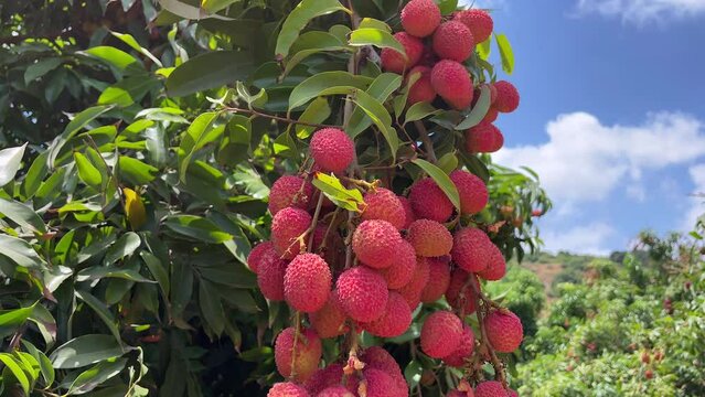 Fresh Lychee fruits hanging on branches.