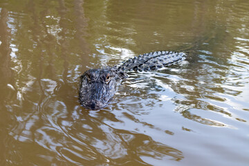 Wild American Alligator Swimming in the Water at Honey Island Swamp in Louisiana