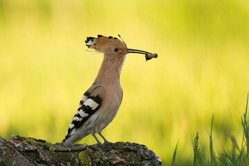 Bird Hoopoe Upupa epops, summer time in Poland Europe