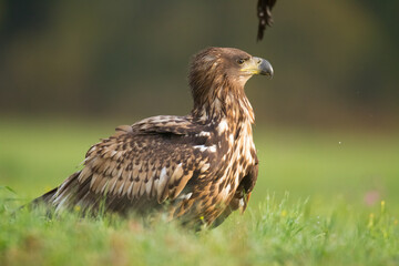 Majestic predator White-tailed eagle, Haliaeetus albicilla in Poland wild nature