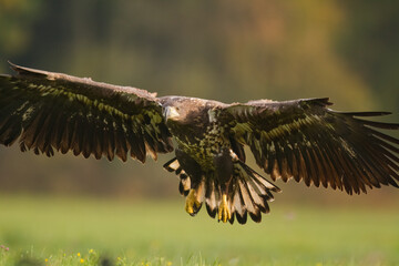 Majestic predator White-tailed eagle, Haliaeetus albicilla in Poland wild nature
