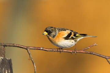 Bird Brambling Fringilla montifringilla male sittting on the branch, winter time orange background, Poland Europe, migratory bird