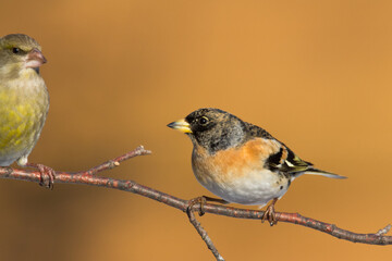 Bird Brambling Fringilla montifringilla male sittting on the branch, winter time orange background, Poland Europe, migratory bird