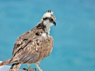 Seeadler auf Beobachtungsposten
