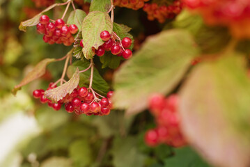Obraz premium The bright red viburnum fruits ripen at the beginning of autumn, the symbol of Ukraine is the red viburnum