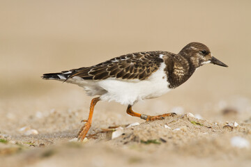 bird - Ruddy Turnstone migratory Arenaria interpres shorebird, migratory bird, Poland Europe Baltic Sea