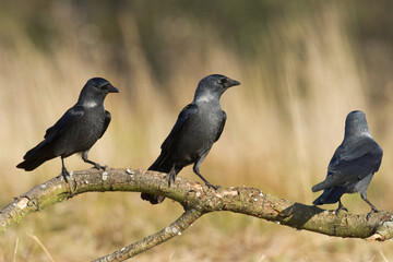 Bird - Jackdaw Corvus monedula, Poland Europe
