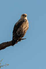 Aigle de Wahlberg,.Hieraaetus wahlbergi, Wahlberg's Eagle