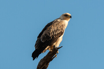 Aigle de Wahlberg,.Hieraaetus wahlbergi, Wahlberg's Eagle