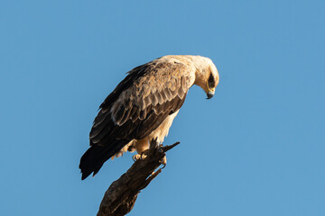 Aigle de Wahlberg,.Hieraaetus wahlbergi, Wahlberg's Eagle
