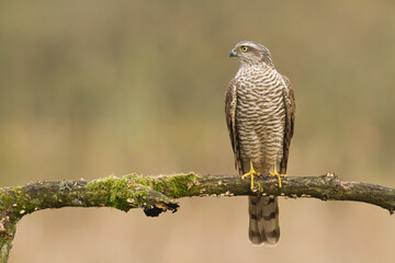 Birds of prey Sparrowhawk Accipiter nisus, hunting time bird sitting on the branch, Poland Europe