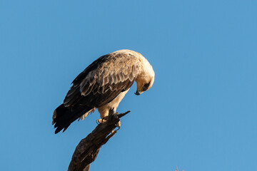 Aigle de Wahlberg,.Hieraaetus wahlbergi, Wahlberg's Eagle
