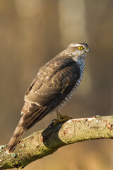 Birds of prey Sparrowhawk Accipiter nisus, hunting time bird sitting on the branch, Poland Europe