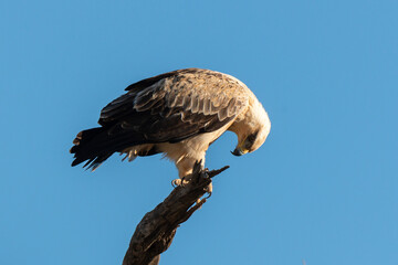 Aigle de Wahlberg,.Hieraaetus wahlbergi, Wahlberg's Eagle