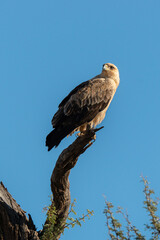 Aigle de Wahlberg,.Hieraaetus wahlbergi, Wahlberg's Eagle
