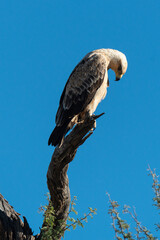 Aigle de Wahlberg,.Hieraaetus wahlbergi, Wahlberg's Eagle
