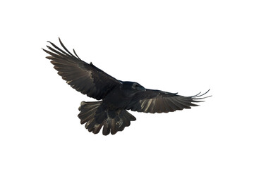 Fototapeta premium Birds - Common Raven Corvus corax isolated on white background