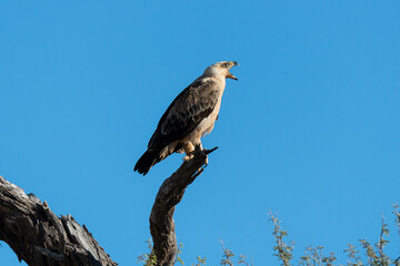 Aigle de Wahlberg,.Hieraaetus wahlbergi, Wahlberg's Eagle