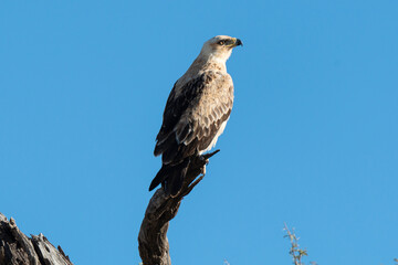 Aigle de Wahlberg,.Hieraaetus wahlbergi, Wahlberg's Eagle