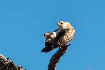 Aigle de Wahlberg,.Hieraaetus wahlbergi, Wahlberg's Eagle