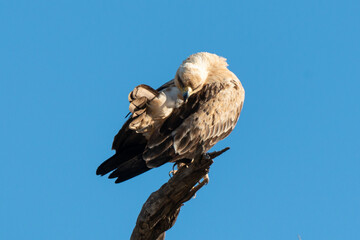 Aigle de Wahlberg,.Hieraaetus wahlbergi, Wahlberg's Eagle
