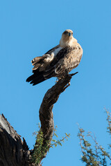 Aigle de Wahlberg,.Hieraaetus wahlbergi, Wahlberg's Eagle