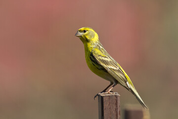 Bird European serin Serinus serinus perched on the tree, Poland Europe