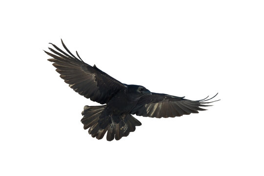 Birds - Common Raven Corvus corax isolated on white background