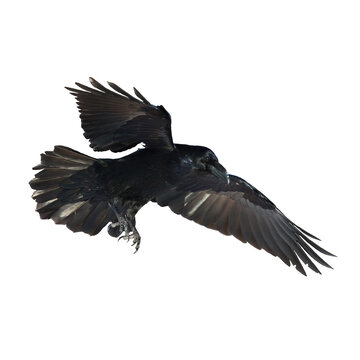 Birds - Common Raven Corvus corax isolated on white background