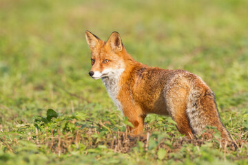Fox (Vulpes vulpes) in autumn scenery, Poland Europe, animal walking among  meadow hunting time