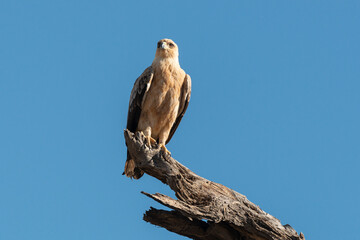 Aigle de Wahlberg,.Hieraaetus wahlbergi, Wahlberg's Eagle