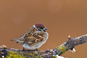 Bird tree sparrow Passer domesticus winter time bird in brown background, Poland Europe