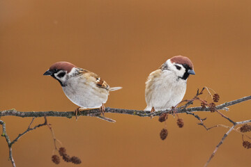Bird two tree sparrow Passer domesticus winter time bird in brown background, Poland Europe