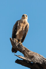 Aigle de Wahlberg,.Hieraaetus wahlbergi, Wahlberg's Eagle