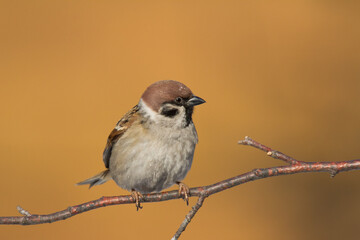 Bird tree sparrow Passer domesticus winter time bird in brown background, Poland Europe