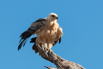 Aigle de Wahlberg,.Hieraaetus wahlbergi, Wahlberg's Eagle