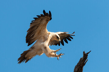 Aigle de Wahlberg,.Hieraaetus wahlbergi, Wahlberg's Eagle
