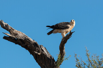 Aigle de Wahlberg,.Hieraaetus wahlbergi, Wahlberg's Eagle