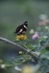 butterfly on a flower