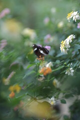 butterfly on a flower