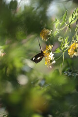 butterfly on a flower