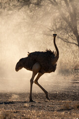 Autruche d'Afrique, .Struthio camelus, Common Ostrich, Désert du Kalahari, Afrique du Sud