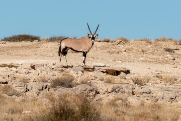 Fototapeta premium oryx gazelle, gemsbok, Oryx gazella, Parc national Kalahari, Afrique du Sud