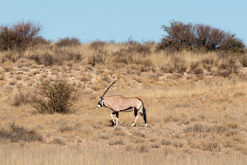 oryx gazelle, gemsbok, Oryx gazella, Parc national Kalahari, Afrique du Sud