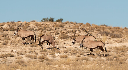 oryx gazelle, gemsbok, Oryx gazella, Parc national Kalahari, Afrique du Sud