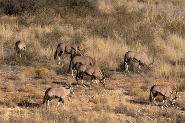 oryx gazelle, gemsbok, Oryx gazella, Parc national Kalahari, Afrique du Sud