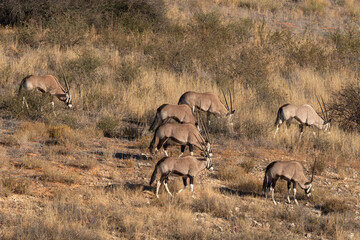 oryx gazelle, gemsbok, Oryx gazella, Parc national Kalahari, Afrique du Sud